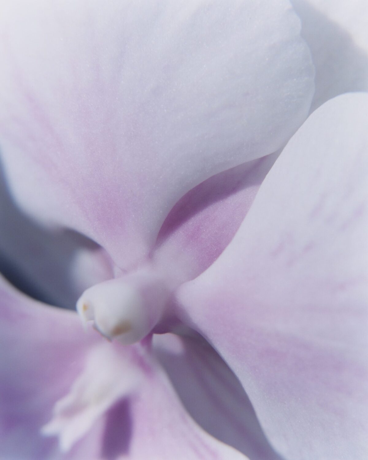 Guerlain festeggia i 100 anni della fragranza simbolo Shalimar