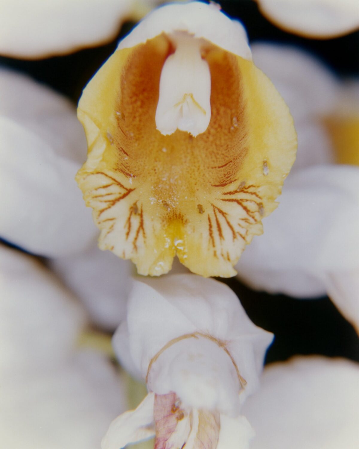 Guerlain festeggia i 100 anni della fragranza simbolo Shalimar