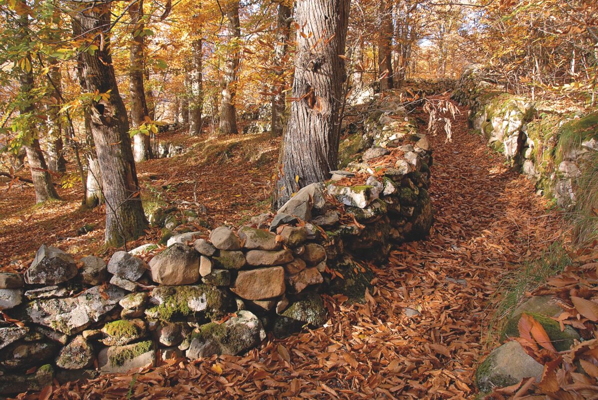 Toscana in 48 ore: alla scoperta della magia del foliage tra borghi e boschi d’autunno