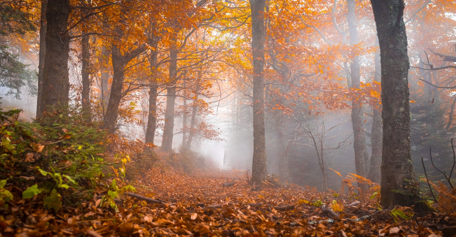 Toscana in 48 ore: alla scoperta della magia del foliage tra borghi e boschi d’autunno