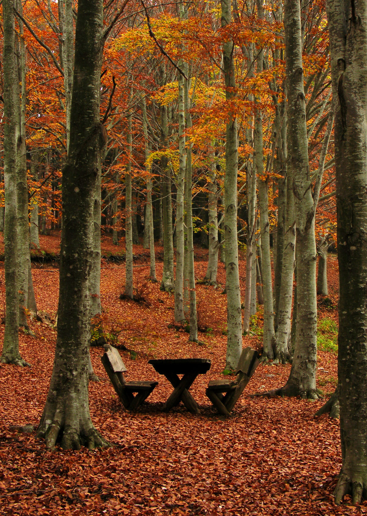 Toscana in 48 ore: alla scoperta della magia del foliage tra borghi e boschi d’autunno