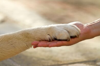 14.000 anni di fedeltà: scoperta in Liguria la prima traccia del legame inscindibile fra uomo e cane