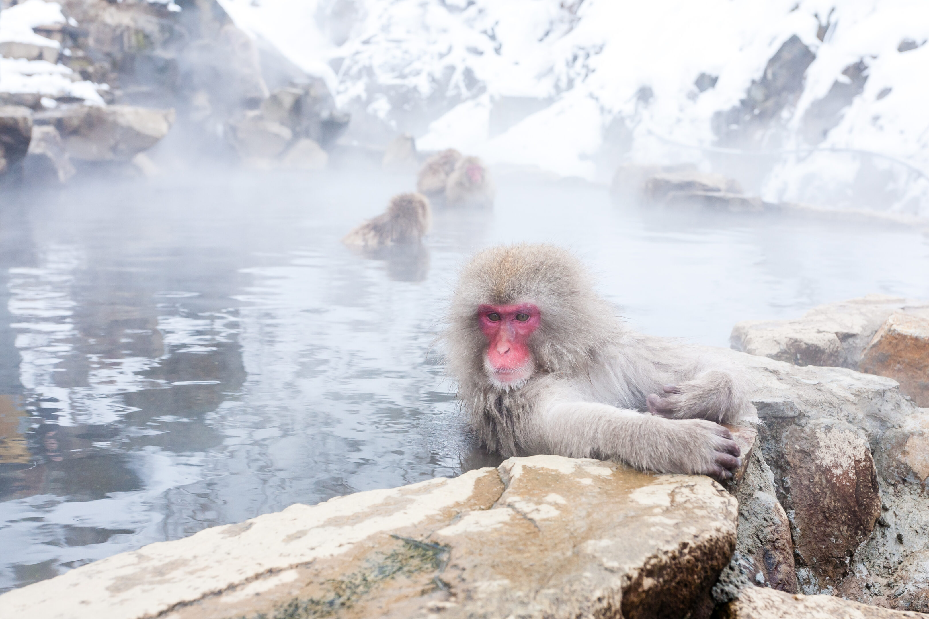 Giappone d’inverno: tra onsen, neve e villaggi illuminati, il viaggio più poetico dell’anno Giappone d’inverno: tra onsen, neve e villaggi illuminati, il viaggio più poetico dell’anno