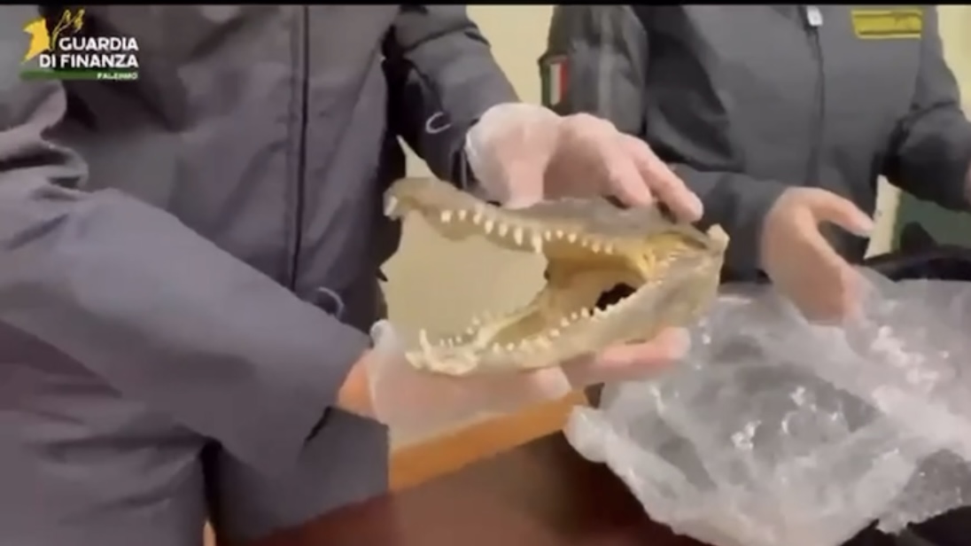 Dalla Thailandia a Palermo con una testa di coccodrillo: fermato un uomo in aeroporto Dalla Thailandia a Palermo con una testa di coccodrillo: fermato un uomo in aeroporto