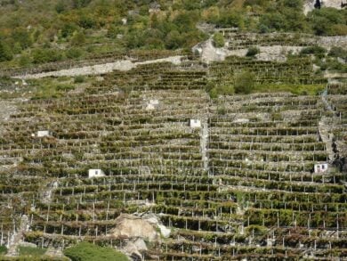 Il vino del futuro verrà prodotto sulle montagne