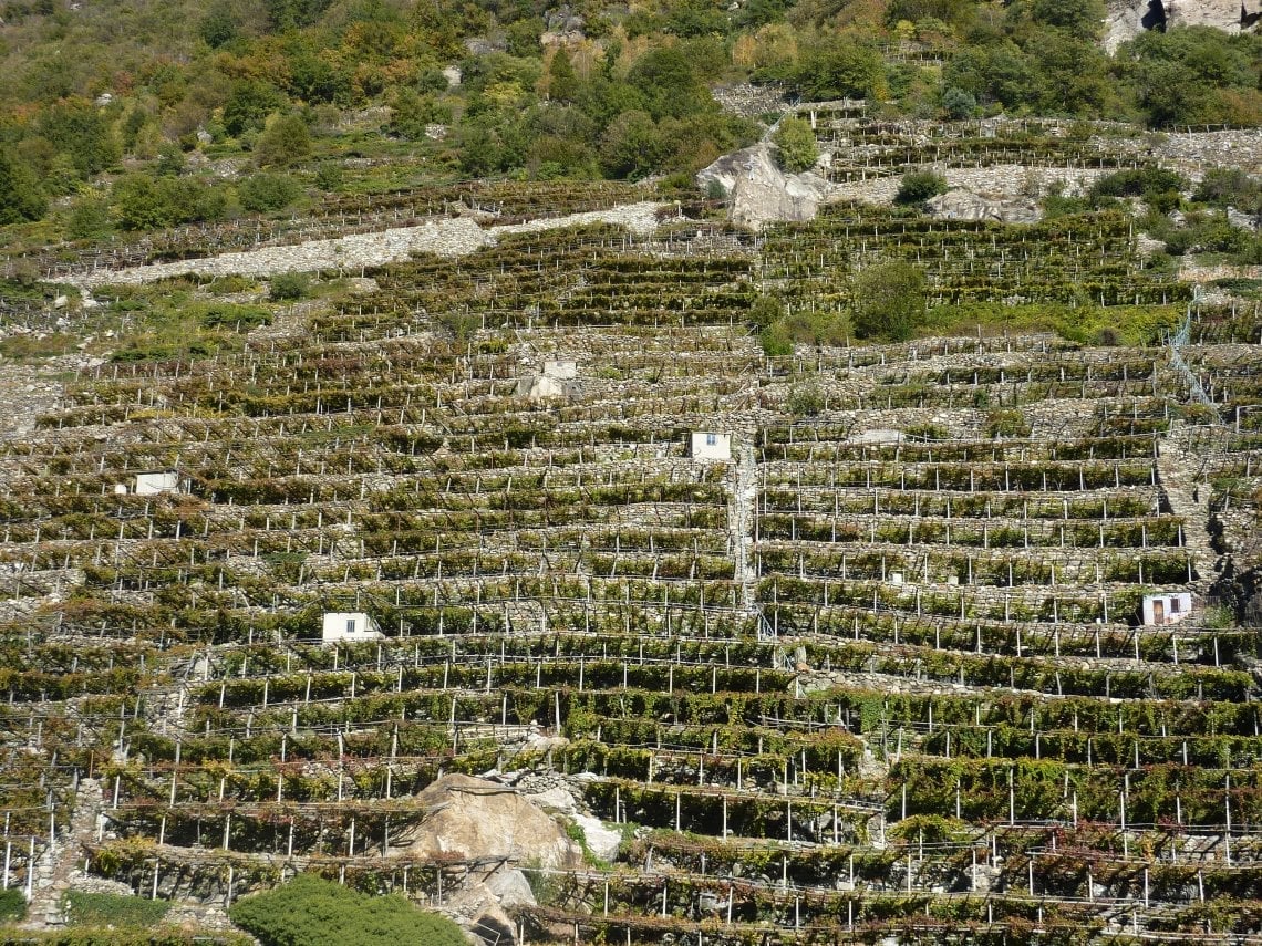 Il vino del futuro verrà prodotto sulle montagne