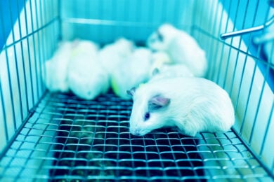 In laboratorio la ruota non girerà più: la rivoluzione che può cambiare la sperimentazione animale