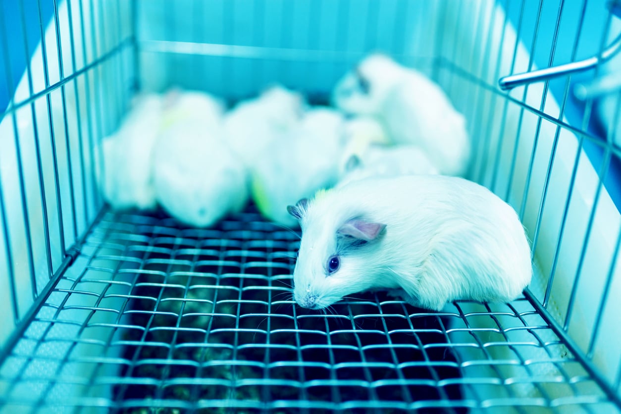 In laboratorio la ruota non girerà più: la rivoluzione che può cambiare la sperimentazione animale