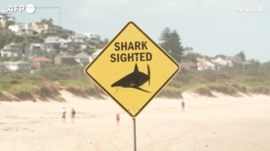 Attacchi degli squali, spiagge chiuse in Australia