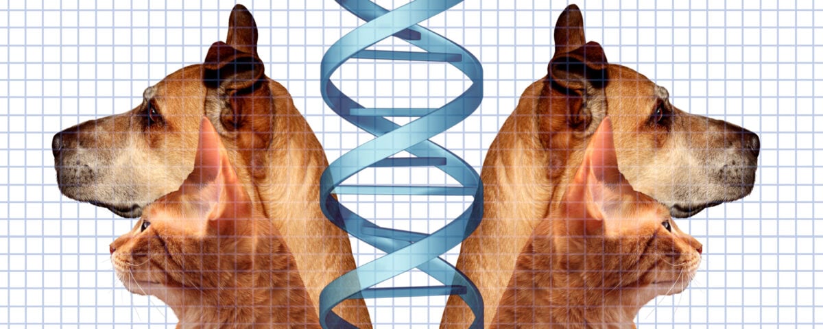 Clonare il proprio animale è per sempre: viaggio nel mercato che “riporta in vita” cani, gatti e ora punta ai… mammut