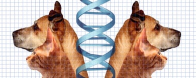 Clonare il proprio animale è per sempre: viaggio nel mercato che “riporta in vita” cani, gatti e ora punta ai… mammut