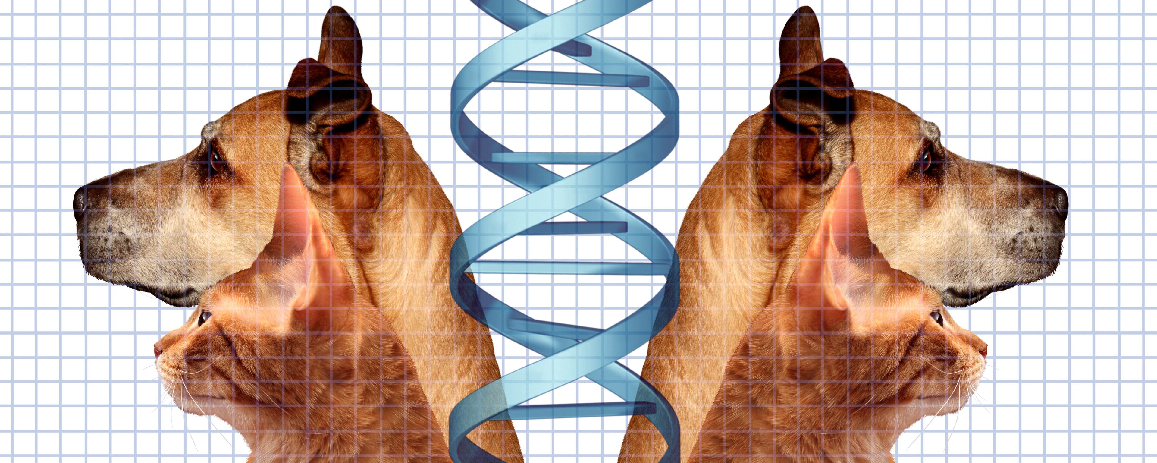 Clonare il proprio animale è per sempre: viaggio nel mercato che “riporta in vita” cani, gatti e ora punta ai… mammut