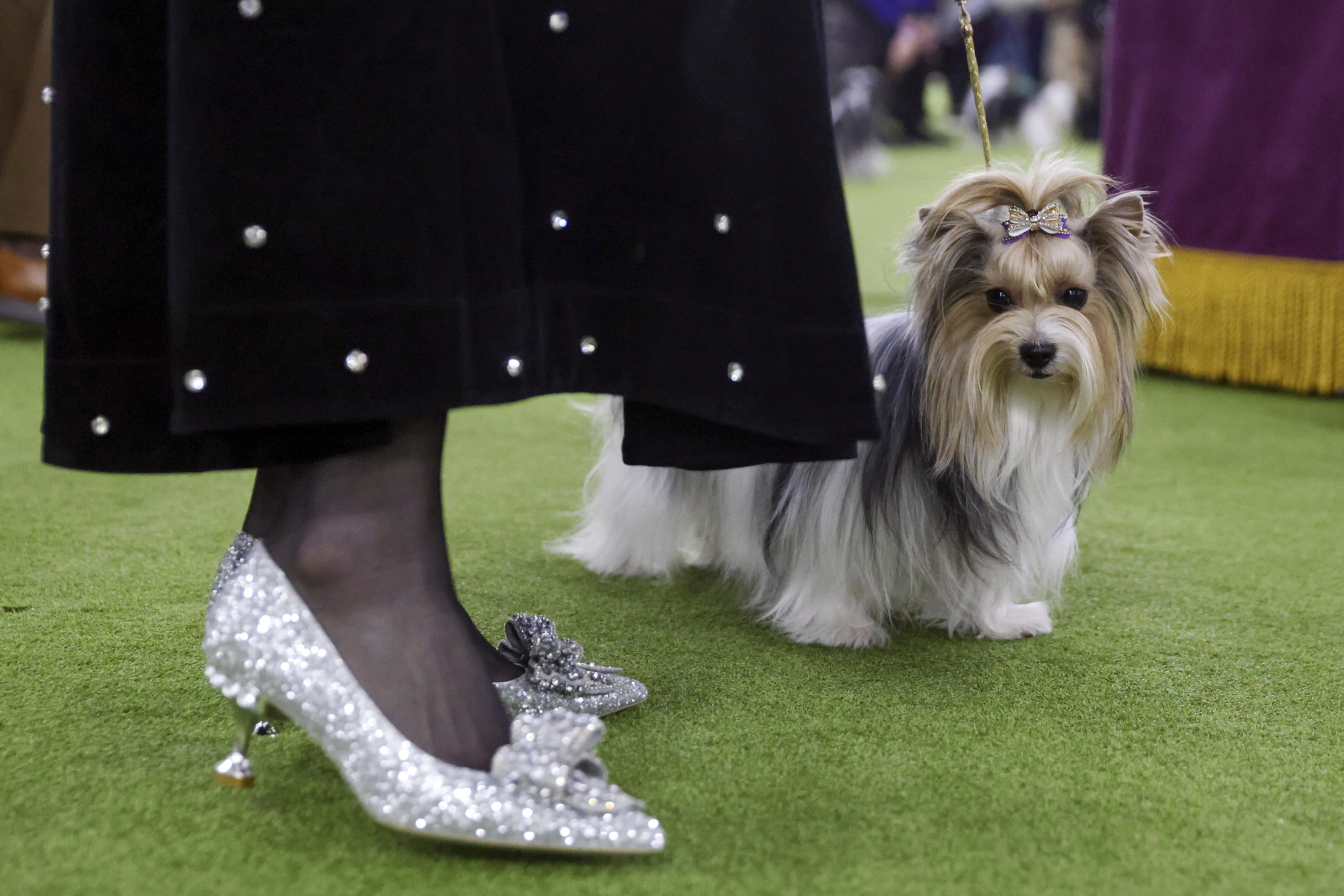 Westminster, quando la tradizione corre: l’agility riscrive il dog show più iconico d’America