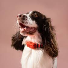 Gadget tech ad alto contenuto di stile