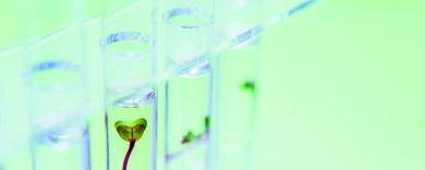 Natura «robotica»: il progetto delle piante che producono energia come pannelli solari (e mangiano lo smog)