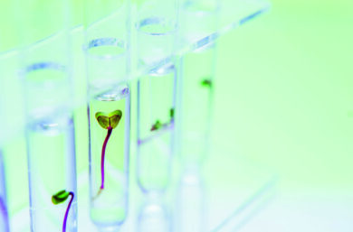 Da alberi a cyborg: la rivoluzione delle piante bioibride che producono energia (e crescono il 45% in più)