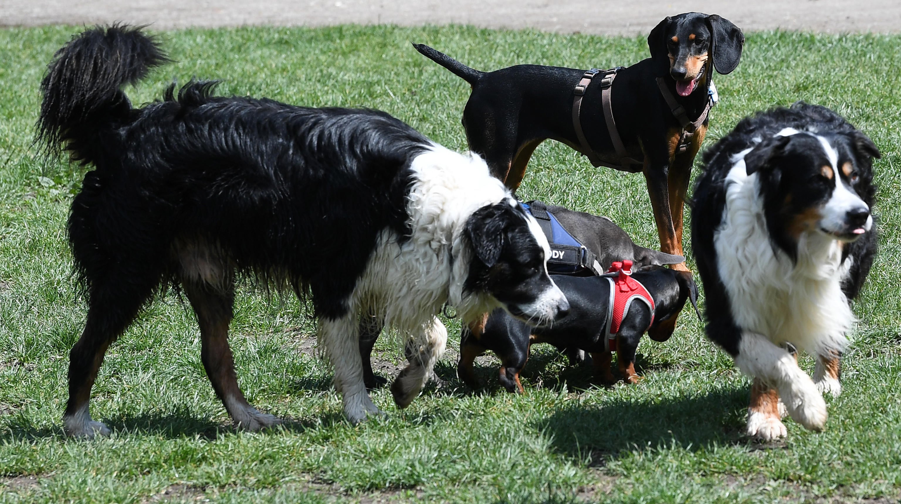 GPS per cani e gatti, il boom della Pet-Tech da 3,5 miliardi: cosa sono, come funzionano e come sceglierli