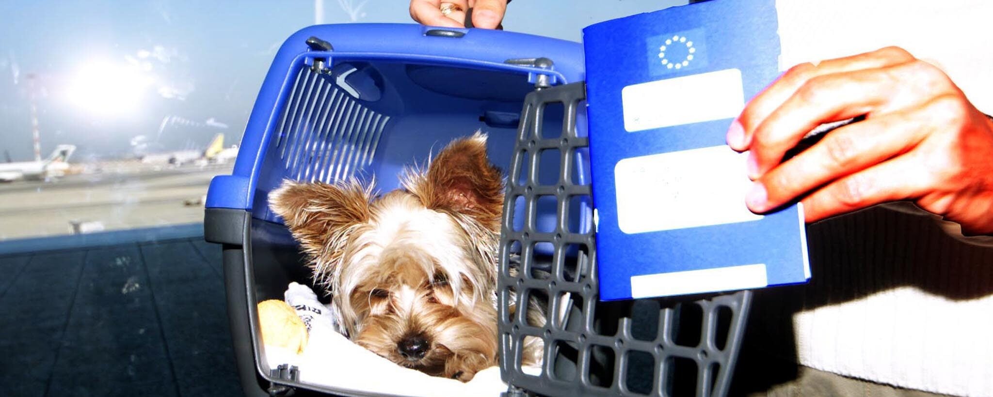 Viaggiare con gli animali in Europa, come cambiano le regole: microchip, vaccini e controlli più rigidi