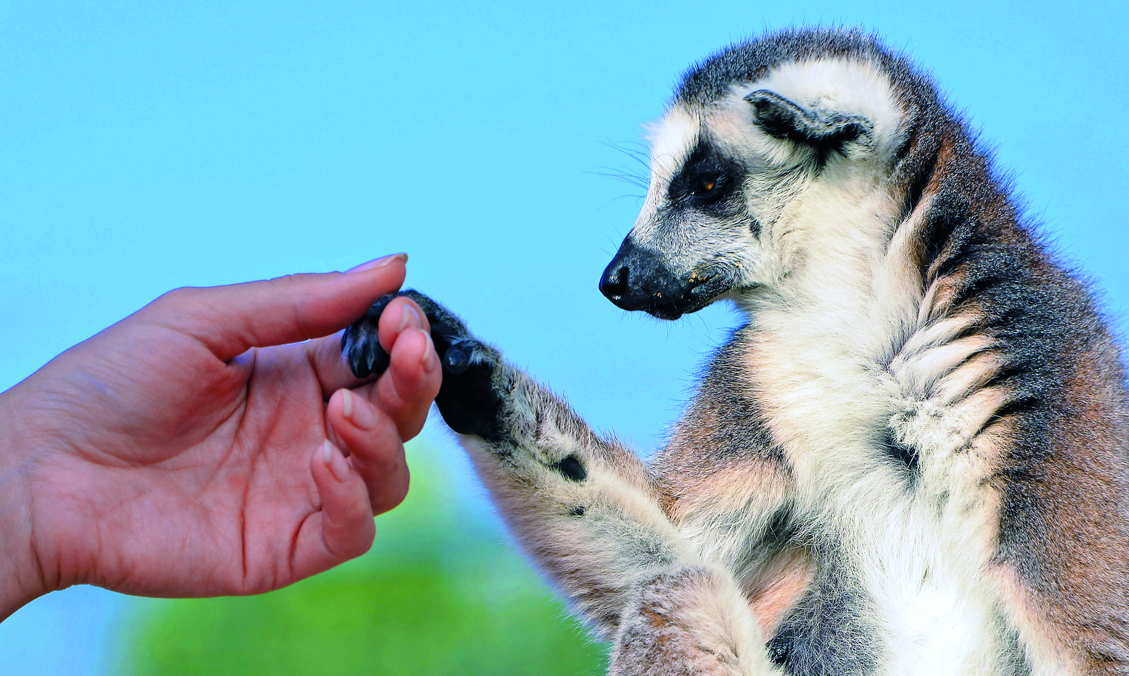 Zoo fai da te e acchiappa click. Ma a lo spettacolo da like fa soffrire gli amici animali