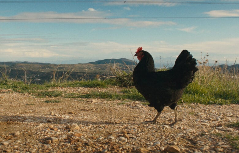 Immagine del film "Hen - Storia di una gallina"