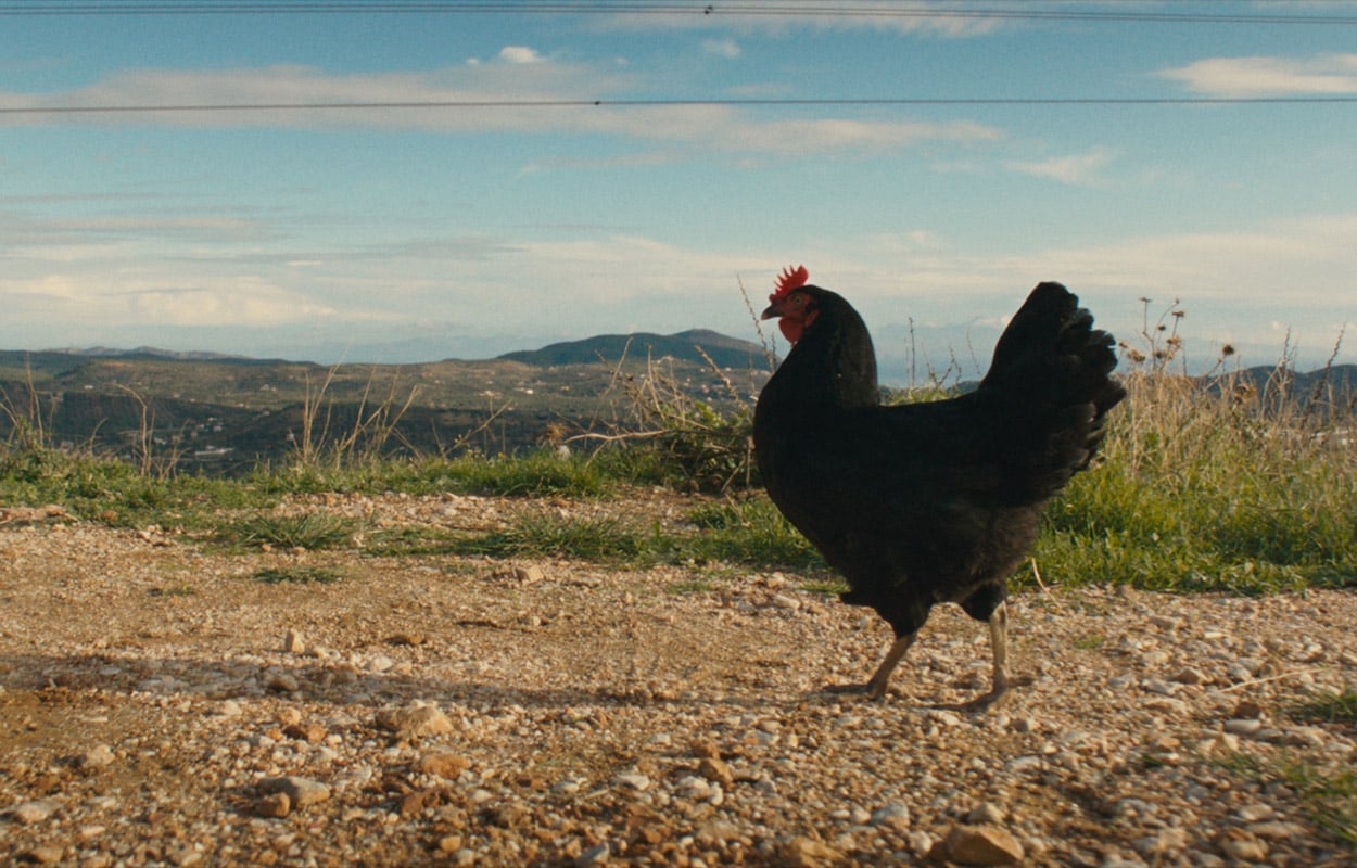 Hen – Storia di una gallina, al cinema una favola animale anticonvenzionale. La clip in esclusiva