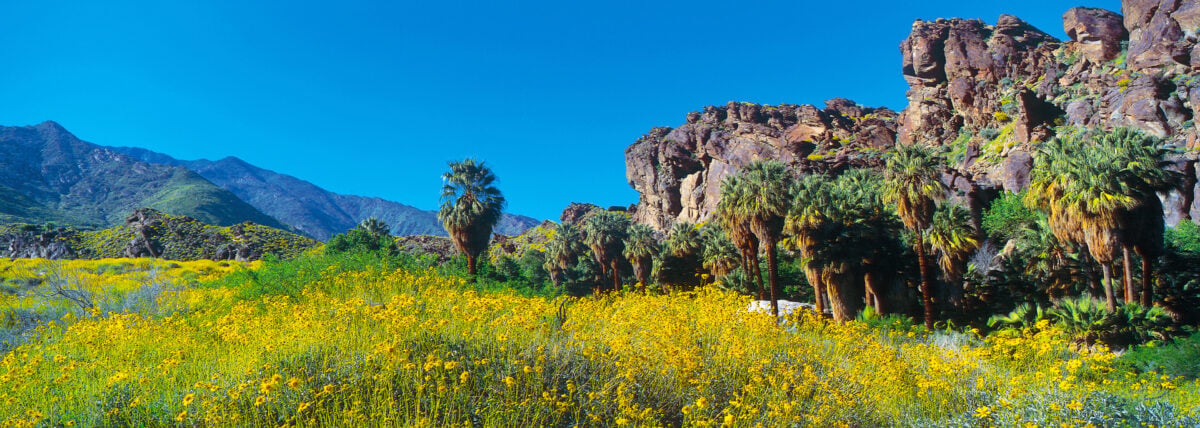 Greater Palm Springs: natura, cultura e relax nell’oasi di benessere californiana Greater Palm Springs: natura, cultura e relax nell’oasi di benessere californiana