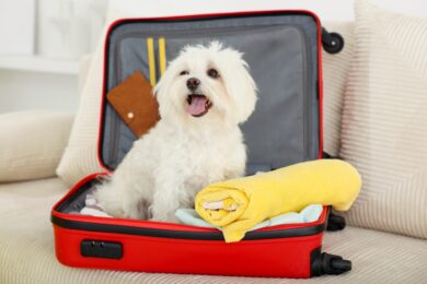 Animali domestici in viaggio, cambia il turismo: sempre più vacanze a quattro zampe