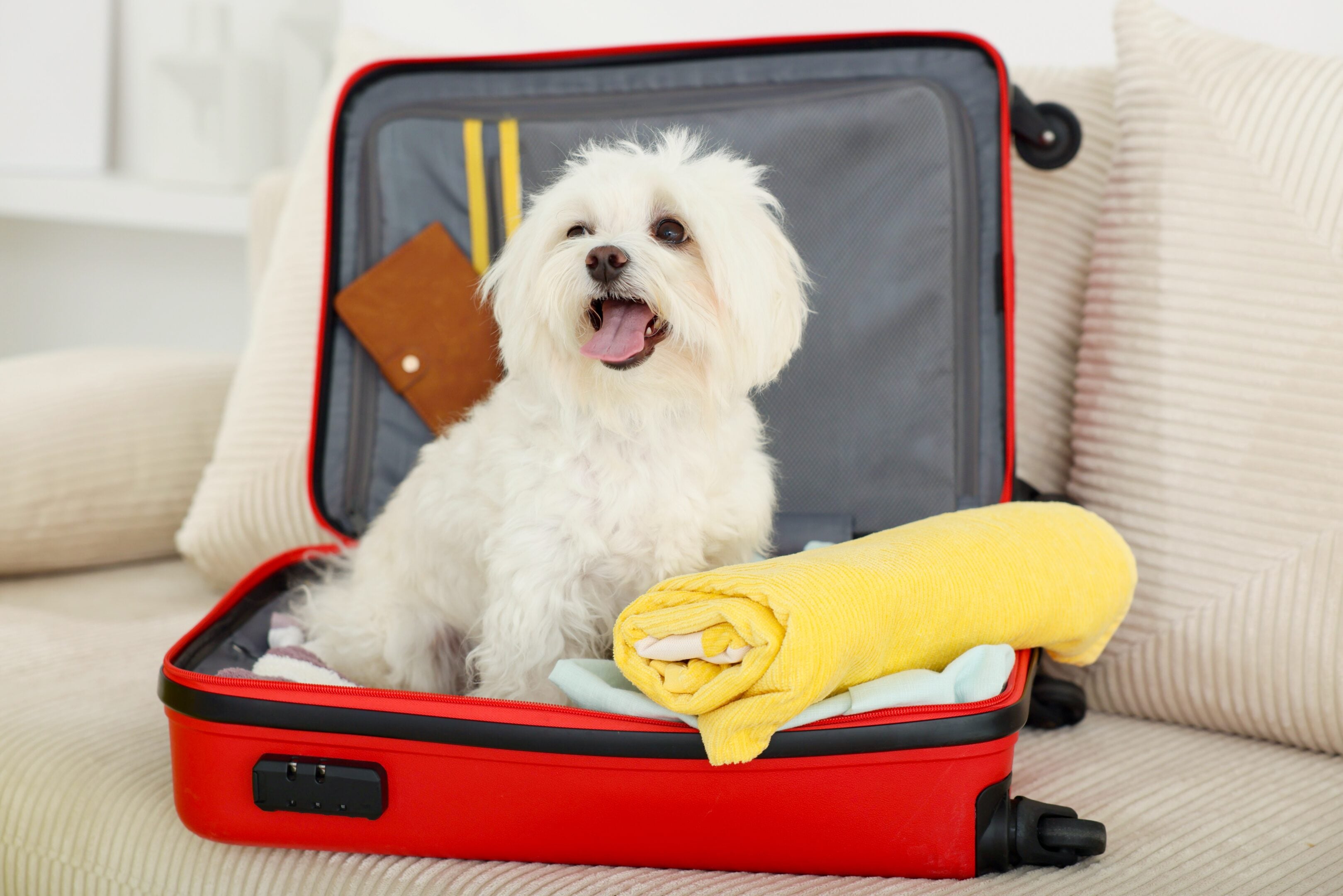 Animali domestici in viaggio, cambia il turismo: sempre più vacanze a quattro zampe Animali domestici in viaggio, cambia il turismo: sempre più vacanze a quattro zampe
