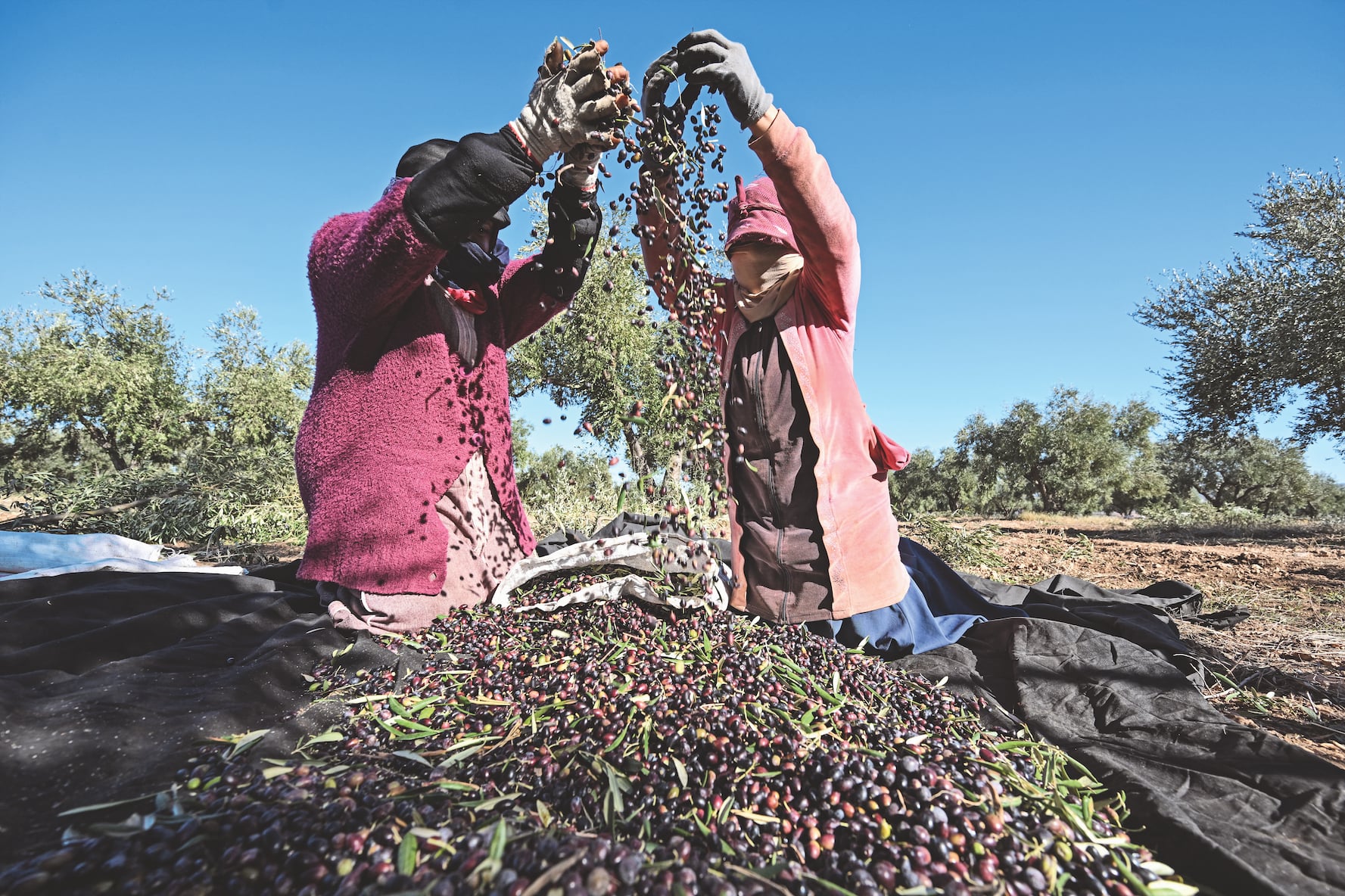 Olio extravergine, prezzi dimezzati e frantoi pieni: la guerra che minaccia il Made in Italy
