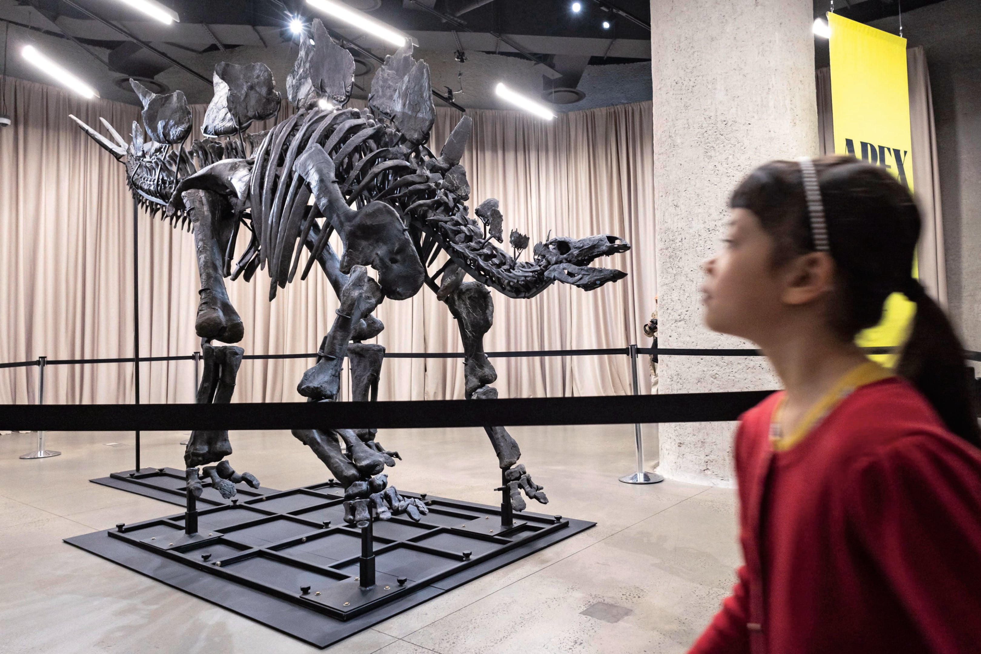 Jurassic cash: i miliardari fanno a gara per comprare il T-Rex da 30 milioni di dollari
