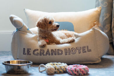Viaggiare con il cane: le mete pet-friendly dove anche Fido è davvero in vacanza