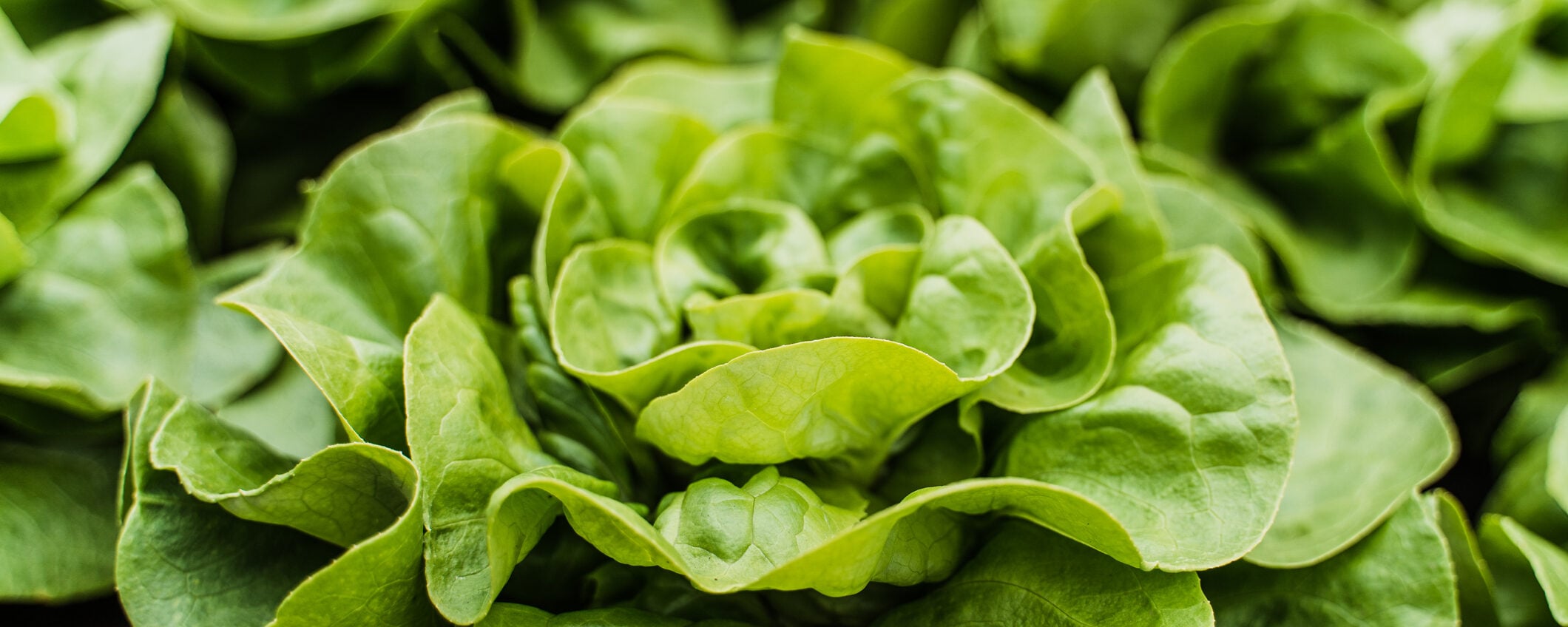 Ciclosporiasi, l’infezione che arriva nel piatto: cosa sapere sul parassita dell’insalata Ciclosporiasi, l’infezione che arriva nel piatto: cosa sapere sul parassita dell’insalata