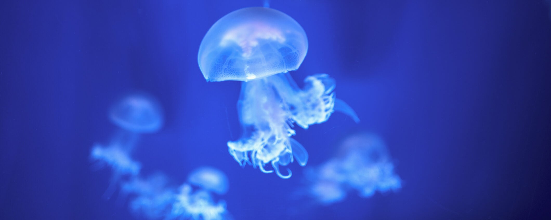 Meduse, addio alle punture. Arriva lo scudo elettronico che le blocca Meduse, addio alle punture. Arriva lo scudo elettronico che le blocca