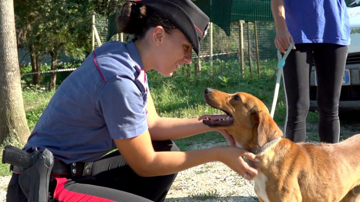 Emergenza cani randagi: a Città di Castello alleanza tra Carabinieri, Comune ed Enpa Emergenza cani randagi: a Città di Castello alleanza tra Carabinieri, Comune ed Enpa