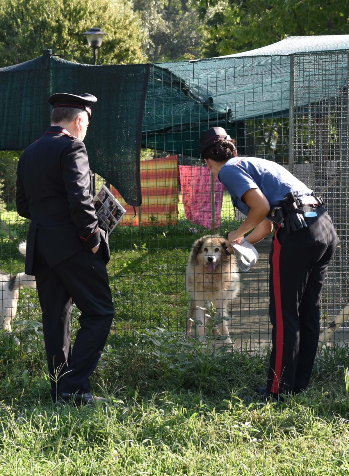 Emergenza cani randagi: a Città di Castello alleanza tra Carabinieri, Comune ed Enpa Emergenza cani randagi: a Città di Castello alleanza tra Carabinieri, Comune ed Enpa