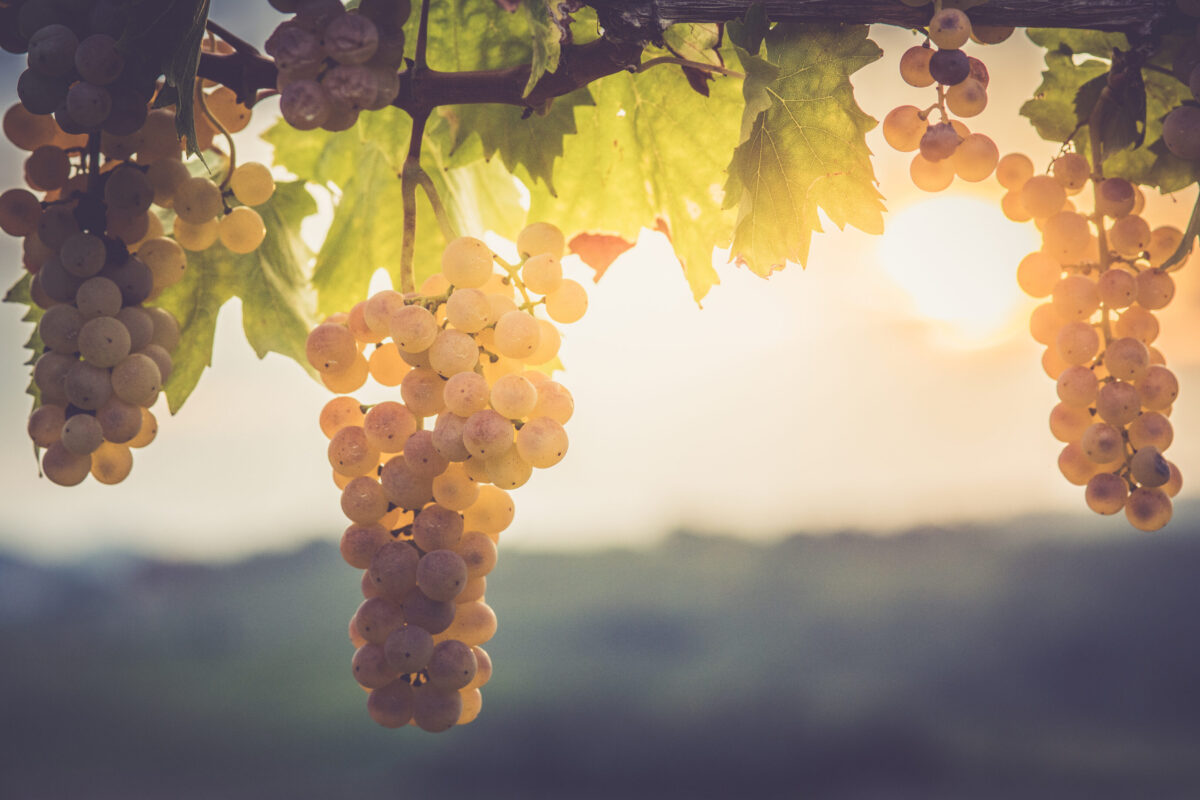 Vendemmia 2026, meno uva ma più qualità: il vino italiano cambia strategia