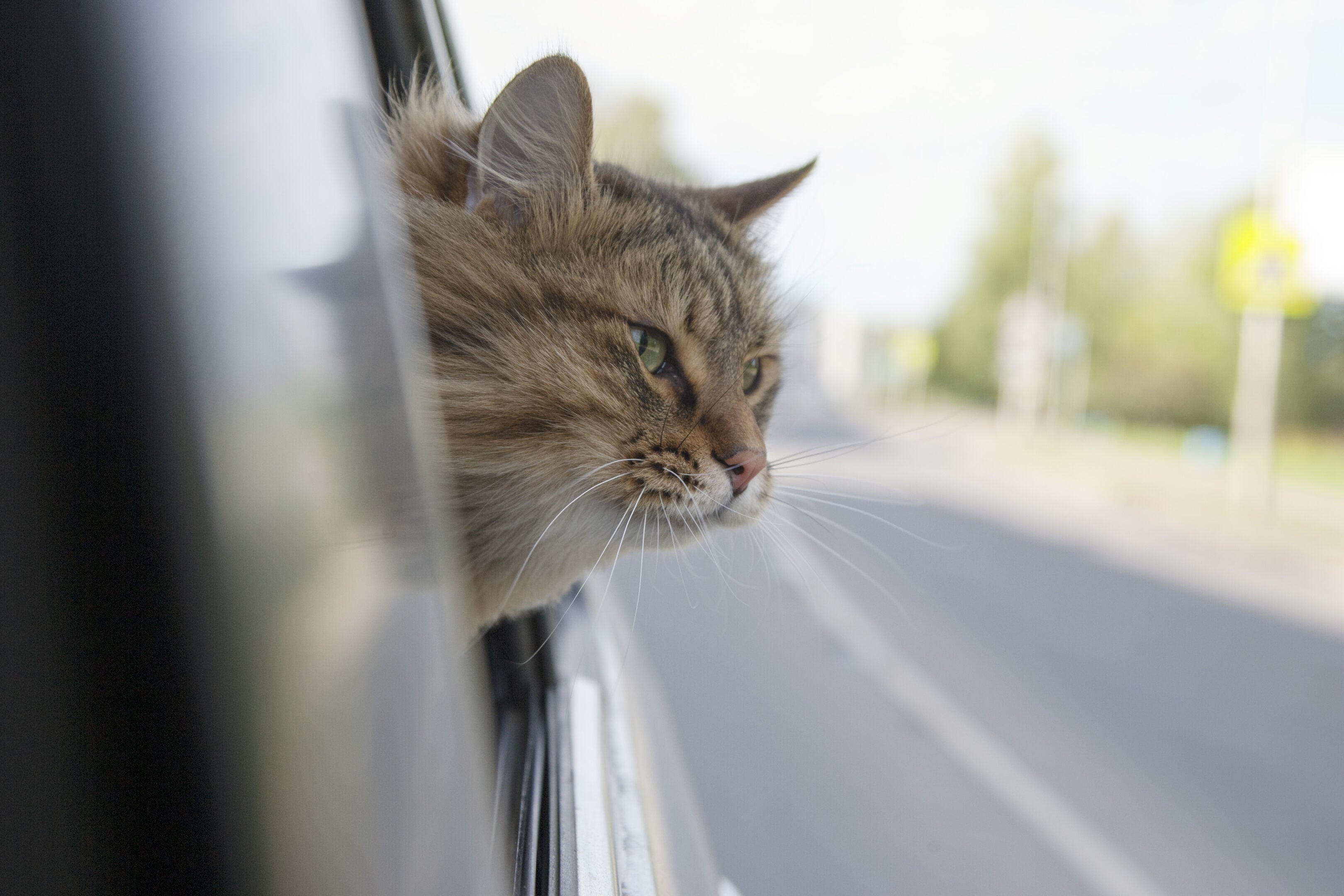Giornata mondiale del gatto, è boom di vacanze con loro: come viaggiare senza stress Giornata mondiale del gatto, è boom di vacanze con loro: come viaggiare senza stress