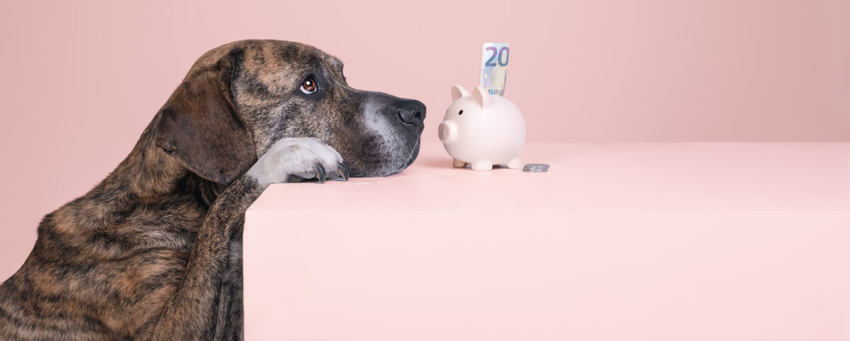 Pet economy da record: in Italia ci sono più animali che umani (un business d 5 miliardi)