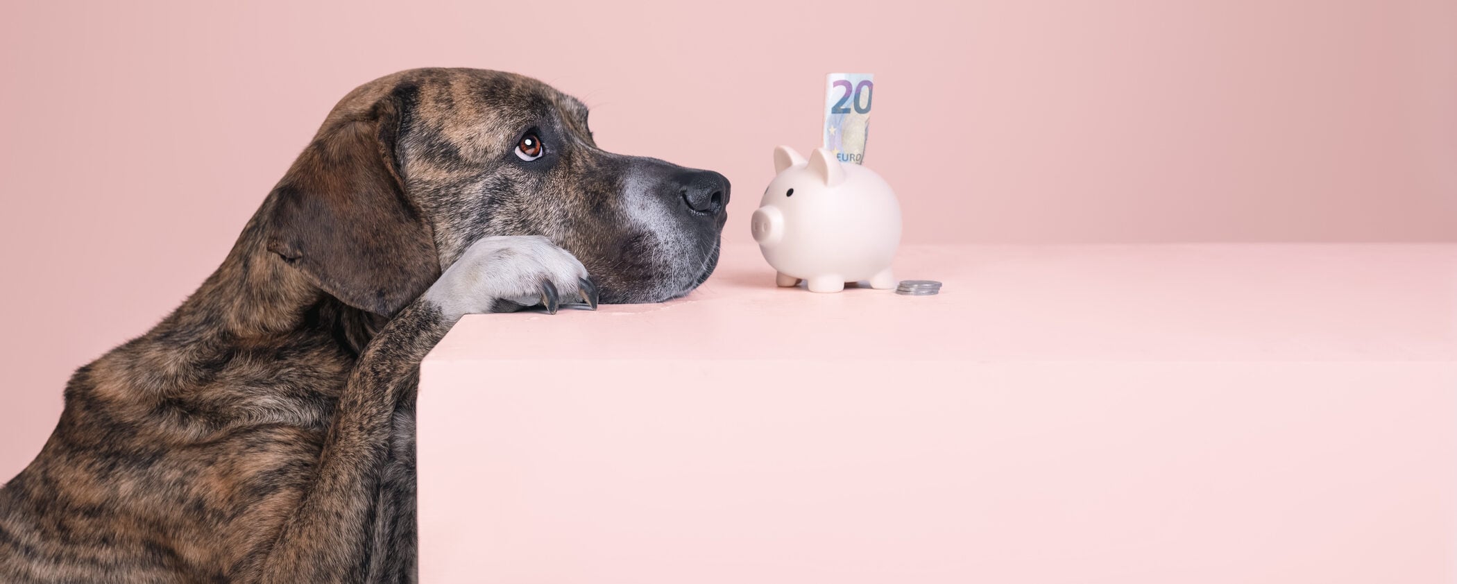 Pet economy da record: in Italia ci sono più animali che umani (un business d 5 miliardi) Pet economy da record: in Italia ci sono più animali che umani (un business d 5 miliardi)
