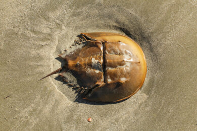 Limulus polyphemus: il “granchio” dal sangue blu fondamentale per la medicina