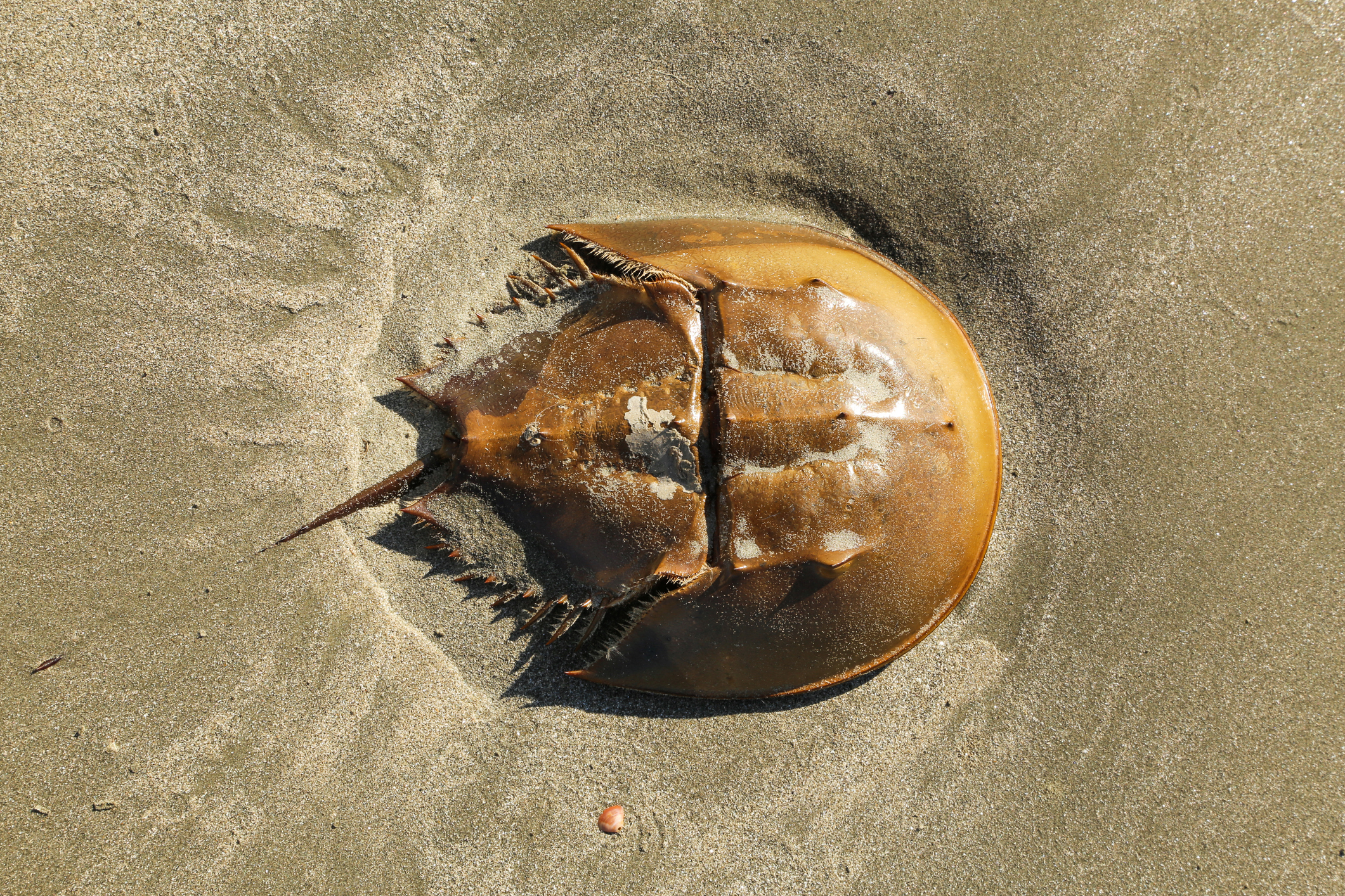 Limulus polyphemus: il “granchio” dal sangue blu fondamentale per la medicina Limulus polyphemus: il “granchio” dal sangue blu fondamentale per la medicina