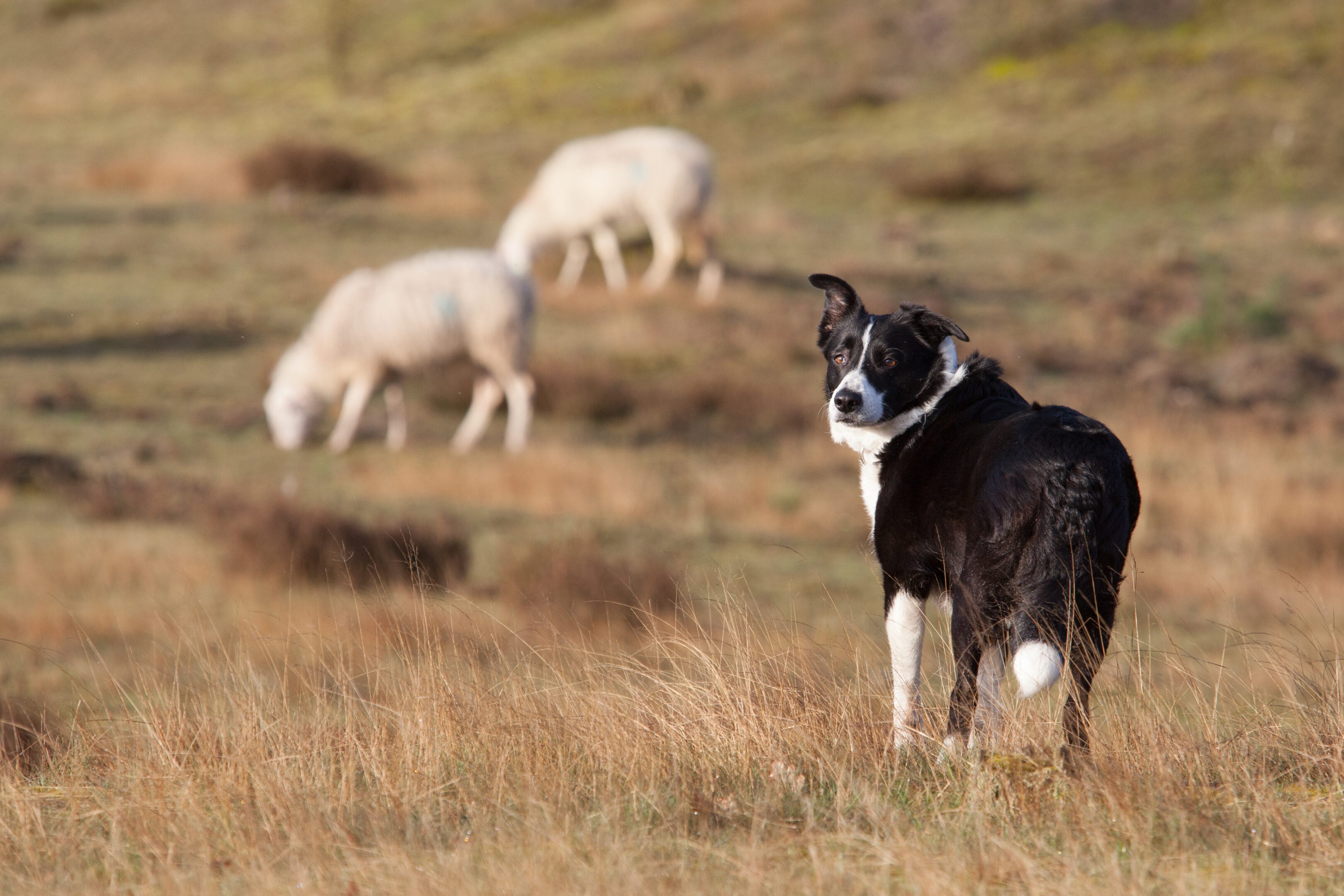 Il cane più costoso del mondo: perché un Border Collie può costare come una macchina Il cane più costoso del mondo: perché un Border Collie può costare come una macchina