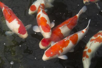 Carpa Koi, il pesce giapponese da oltre un milione e mezzo di dollari