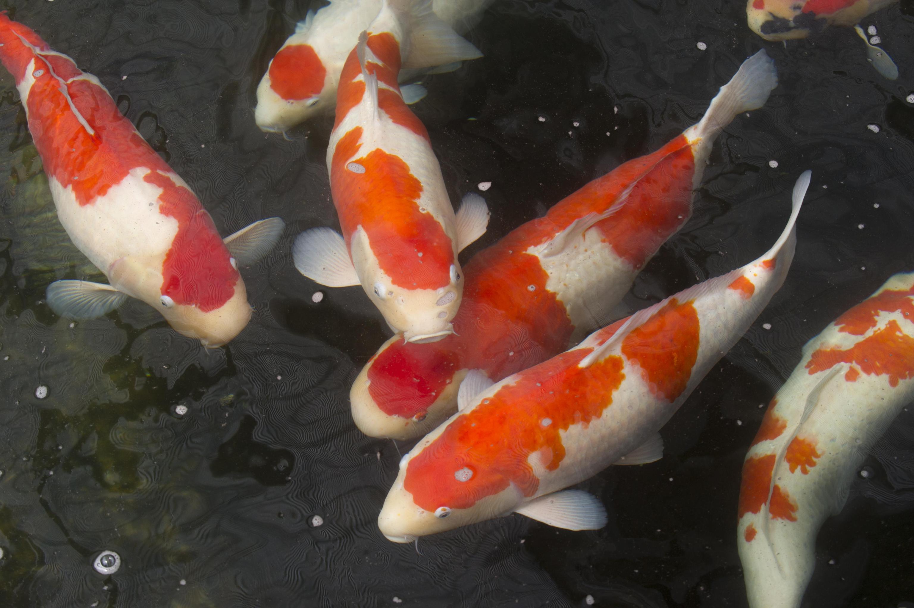 Carpa Koi, il pesce giapponese da oltre un milione e mezzo di dollari Carpa Koi, il pesce giapponese da oltre un milione e mezzo di dollari