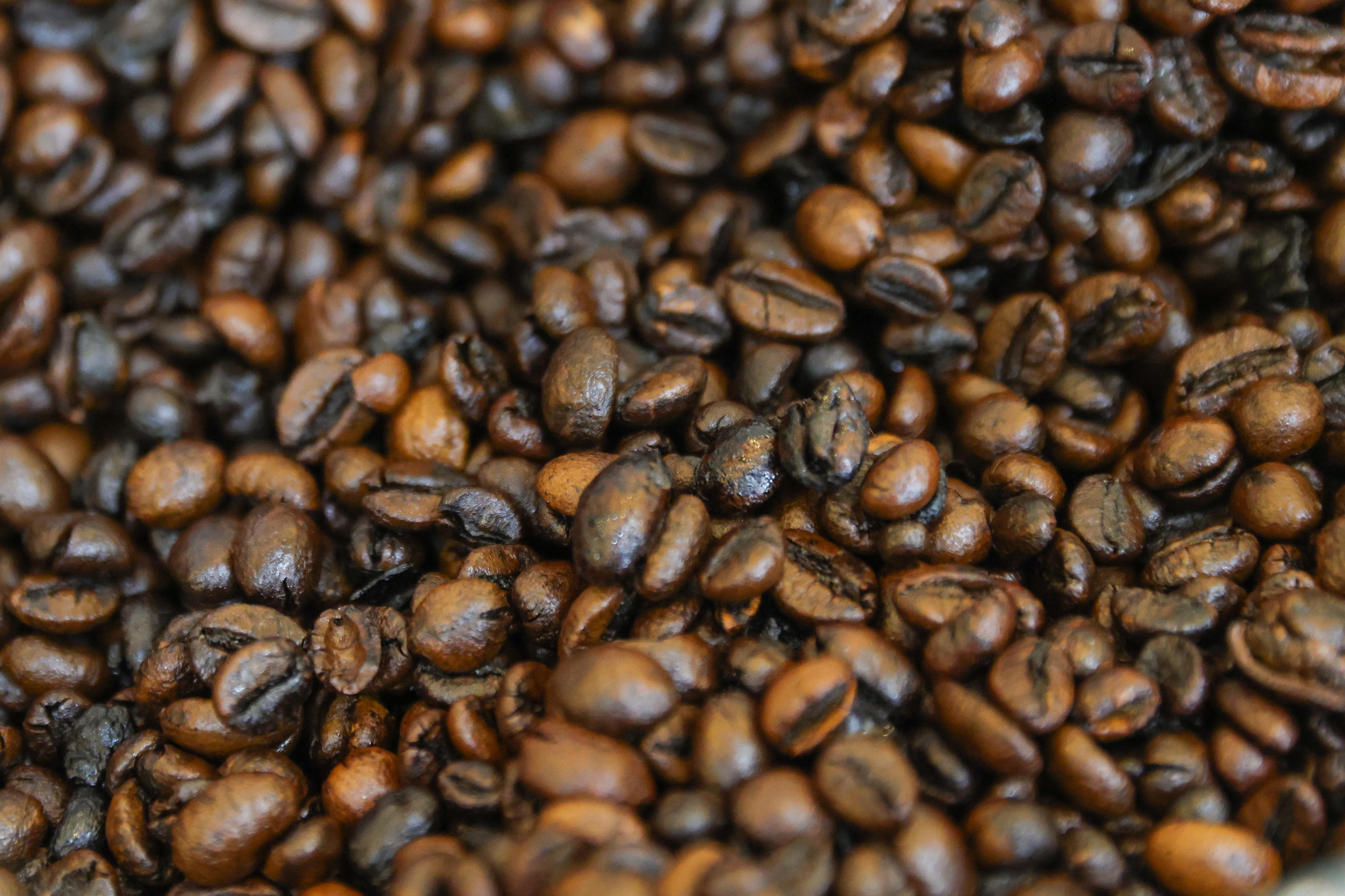 Poop coffee: il caffè di lusso che passa dall’intestino degli animali Poop coffee: il caffè di lusso che passa dall’intestino degli animali