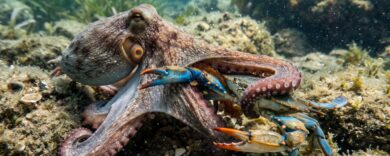 Granchio blu, scatta l’attacco a tenaglia: polpi e cefali arruolati in mare per fermare l’invasione