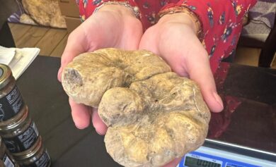 Tartufo Bianco Pregiato: a Sant’Angelo in Vado, nelle Marche, 63 anni di cerca, cultura e tradizioni in Mostra