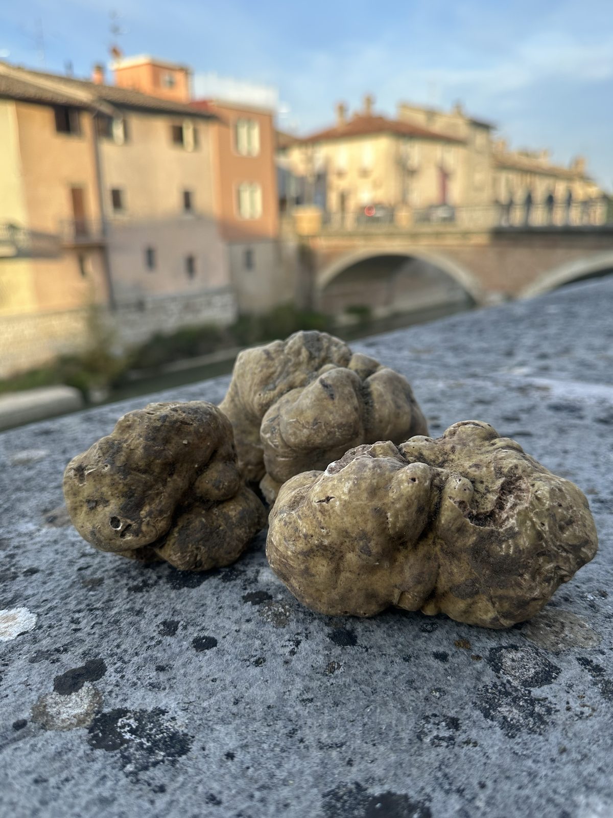 Tartufo Bianco Pregiato: a Sant’Angelo in Vado, nelle Marche, 63 anni di cerca, cultura e tradizioni in Mostra Tartufo Bianco Pregiato: a Sant’Angelo in Vado, nelle Marche, 63 anni di cerca, cultura e tradizioni in Mostra